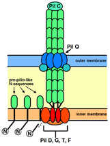 pili