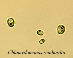 環境応答生物学研究室 生き物辞典